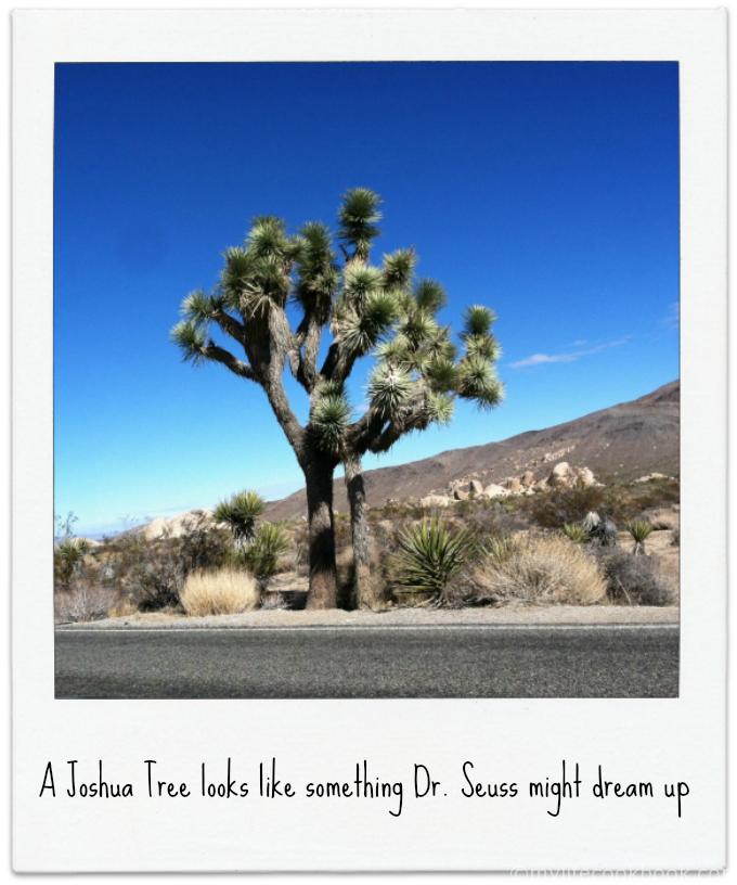 This is a 2 day trip around san diego including Joshua Tree National Park, Palm Springs and more.v