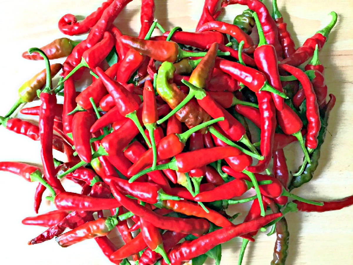 A bunch of fresh picked cayenne peppers on the counter.