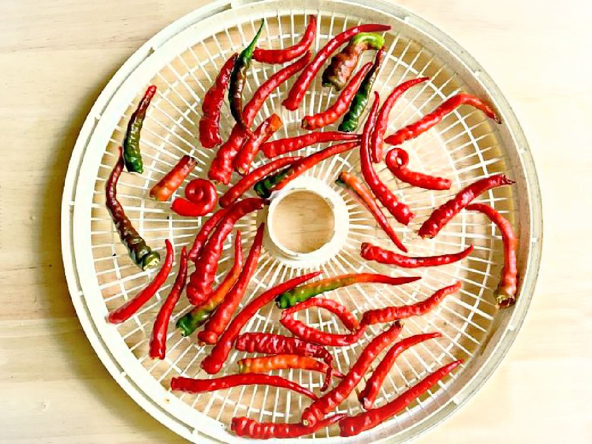 A dehydrator tray with a the dried cayenne peppers.