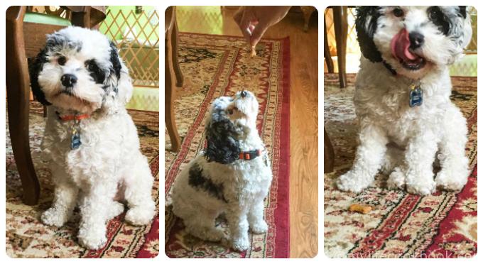 photos of cockapoo licking lips and waiting for treat