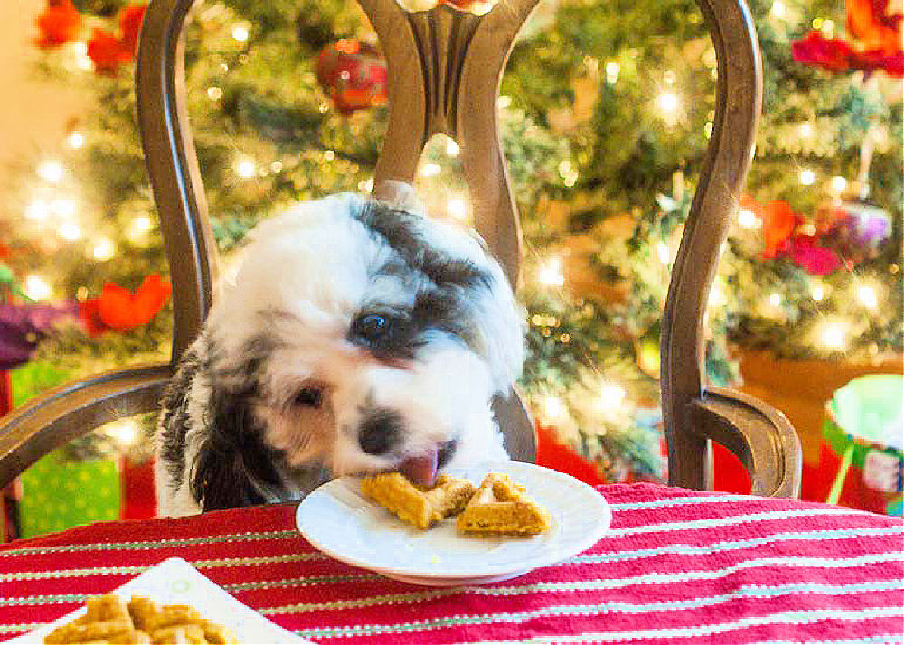 dog licking a waffle on a white plate as she's seated at the table