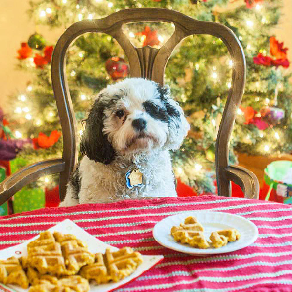 dog sitting at the table with healthy Christmas dog waffles on a plate and a Christmas tree in the background