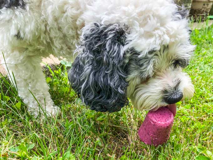 white and black dog licking a dog popsicle in the grass