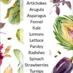 pretty spring graphic with watercolor veggies and text overly