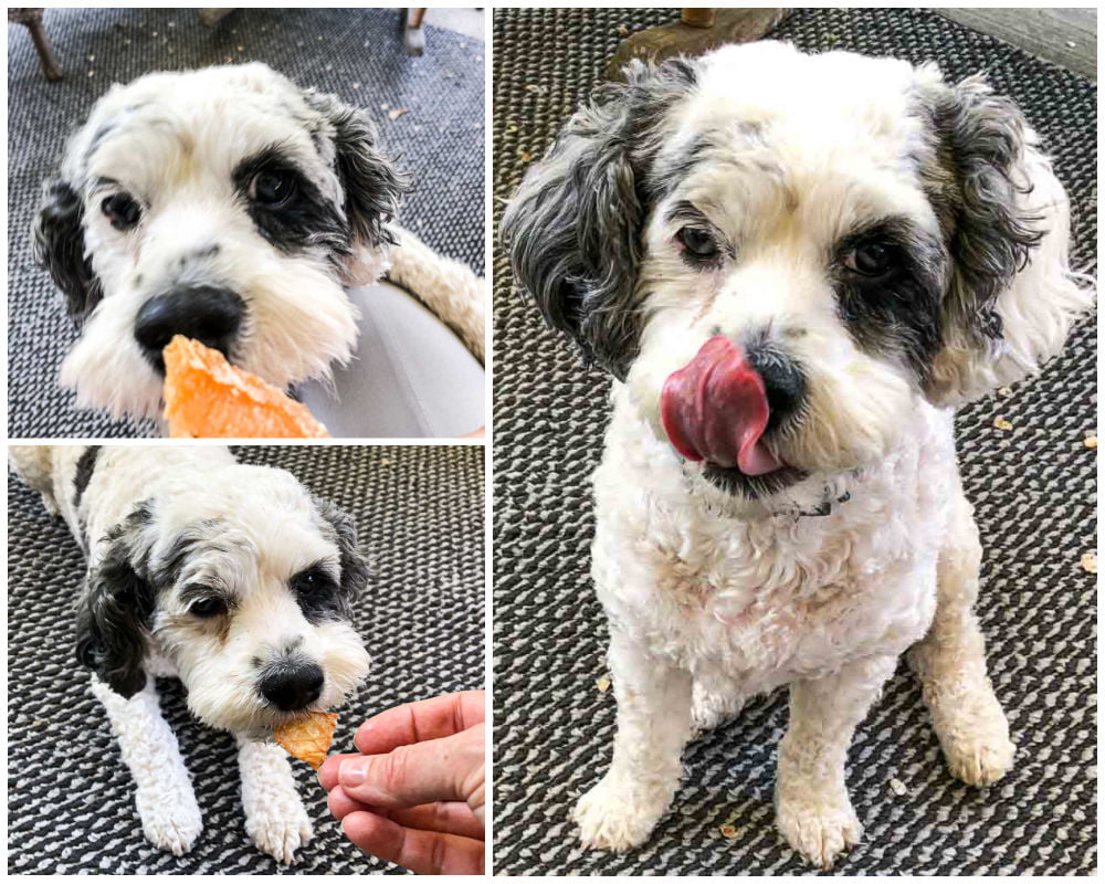 collage of cute dog eating homemade dog treats and licking it's lips