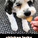 cute dog eating chicken dog jerky with text