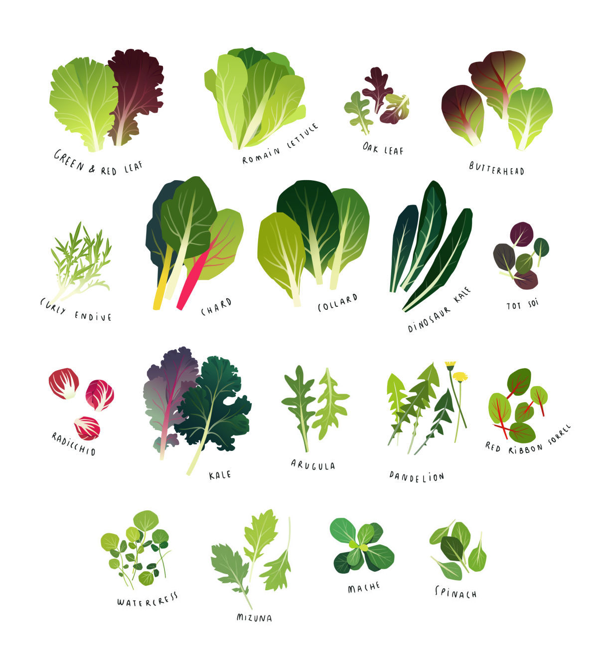 graphic of different kinds of lettuces