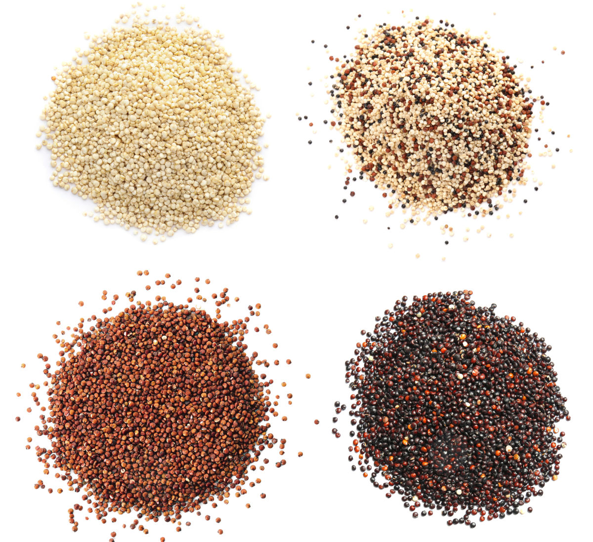 4 colors of quinoa grain