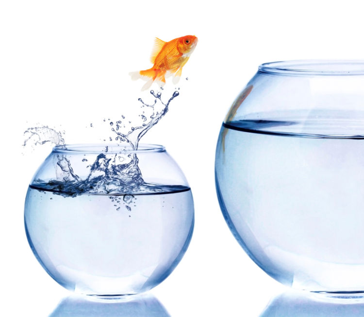 Photo of gold fish escaping it's bowl into a larger one.